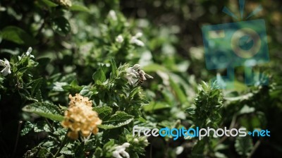 Bee Sitting On A White Flower Stock Photo