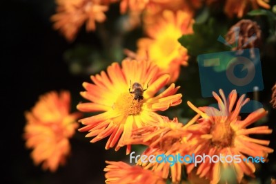 Bee Sitting On Yellow Flower Stock Photo