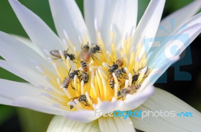 Bee Swarm Lotus Stock Photo