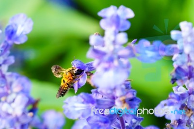 Bee With Purple Salvia Stock Photo