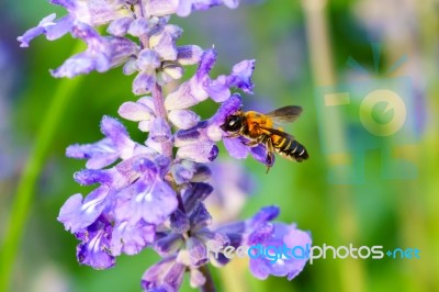 Bee With Purple Salvia Stock Photo