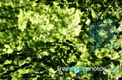 Beech Leaves In Spring 3 Stock Photo