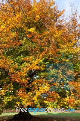 Beech Tree In The Grounds Of The Ashdown Park Hotel Stock Photo