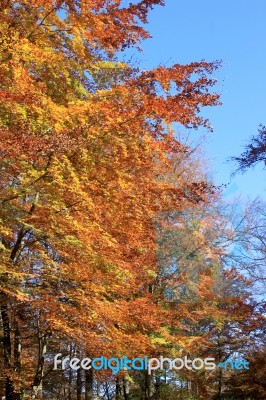 Beeches In Autumn Stock Photo