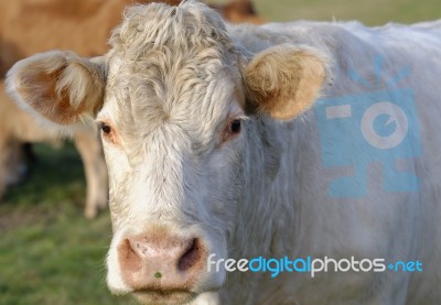 Beef Stock Photo