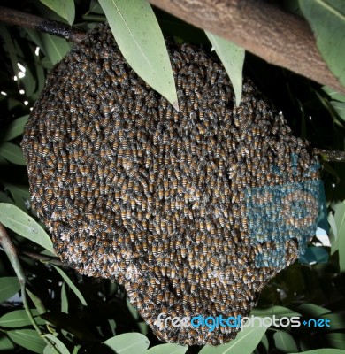 Beehive In Tree Bush Stock Photo