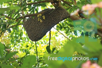 Beehive On A Flower Tree Branch In Thailand Stock Photo