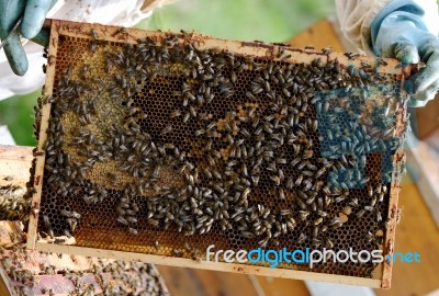 Beekeeper With Bees In Hive Stock Photo