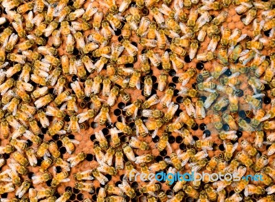 Bees Stock Photo