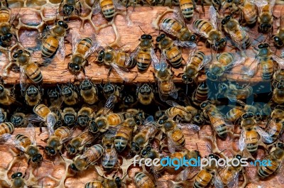 Bees Working On Honeycomb Stock Photo