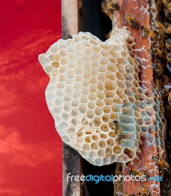 Bees Working On Honeycomb Stock Photo