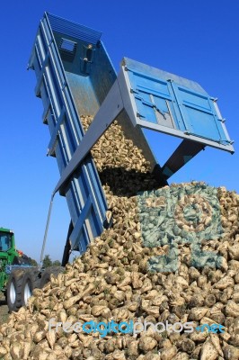 Beet Harvest Stock Photo