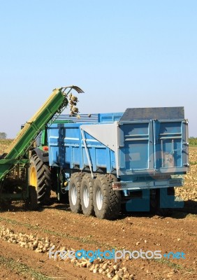 Beet Harvest Stock Photo