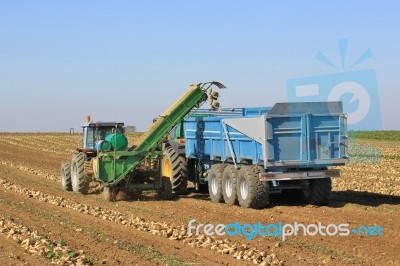 Beet Harvest Stock Photo