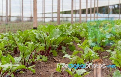 Beet Planting In The Organic Garden Greenhouse Stock Photo