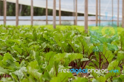 Beet Planting In The Organic Garden Greenhouse Stock Photo