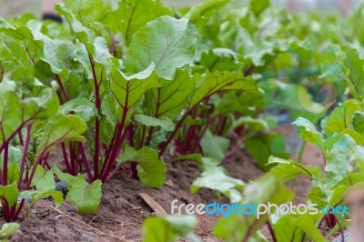 Beet Planting In The Organic Garden Greenhouse Stock Photo