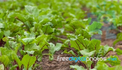 Beet Planting In The Organic Garden Greenhouse Stock Photo