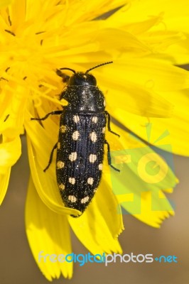 Beetle (acmaeodera Degener) Stock Photo