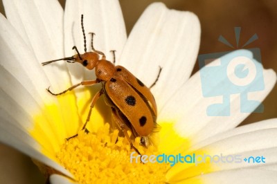 Beetle Bug (leptopalpus Rostratus) Stock Photo