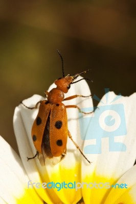 Beetle Bug (leptopalpus Rostratus) Stock Photo