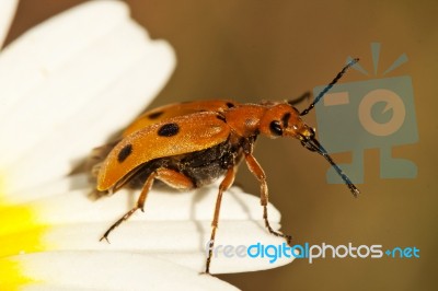 Beetle Bug (leptopalpus Rostratus) Stock Photo