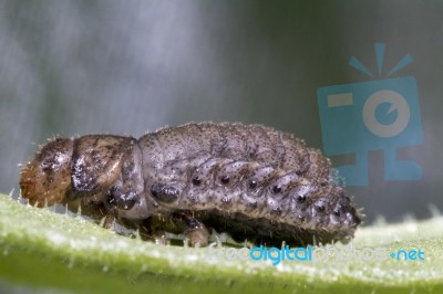 Beetle Larva Stock Photo