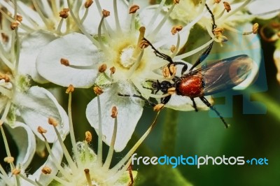 Beetle On A Flowering Ash Stock Photo