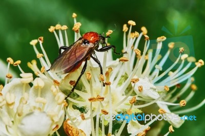 Beetle On A Flowering Ash Stock Photo