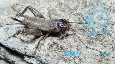 Beetle With Long Mustache Stock Photo