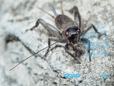 Beetle With Long Mustache Stock Photo