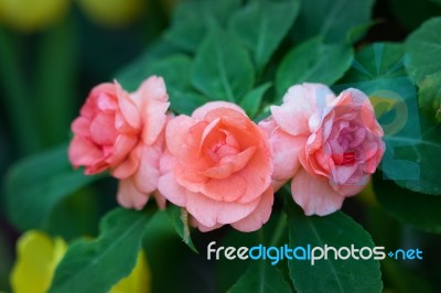 Begonia Stock Photo