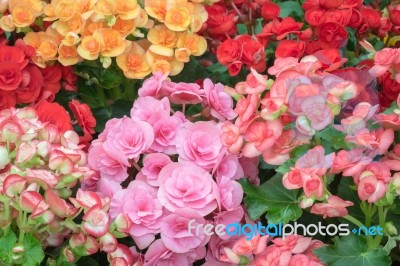 Begonia Flower Background Stock Photo