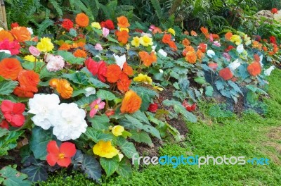 Begonia Flower Garden Stock Photo