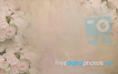 Begonia Flower On Vintage Paper Background Stock Photo