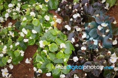 Begonia White Flowers Blooming In The Garden Stock Photo