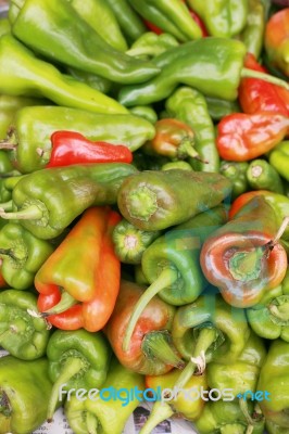 Bell Peppers Capsicum Annuum  Stock Photo