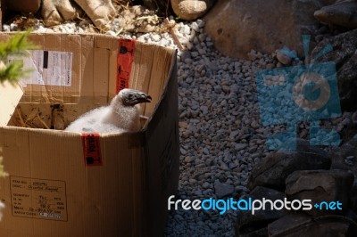 Benalmadena, Andalucia/spain - July 7 : Baby Andean Condor (vult… Stock Photo