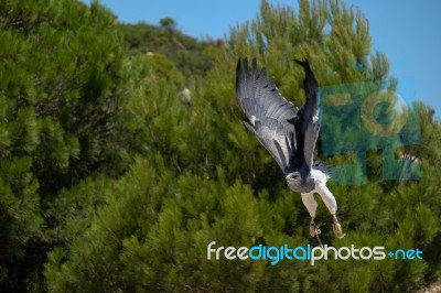 Benalmadena, Andalucia/spain - July 7 : Chilean Blue Eagle At Mo… Stock Photo
