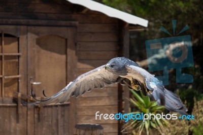 Benalmadena, Andalucia/spain - July 7 : Chilean Blue Eagle At Mo… Stock Photo