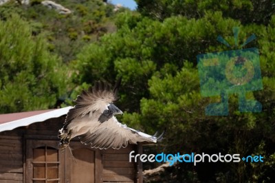 Benalmadena, Andalucia/spain - July 7 : Chilean Blue Eagle At Mo… Stock Photo