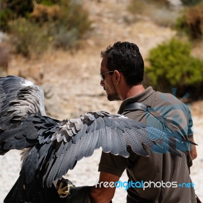 Benalmadena, Andalucia/spain - July 7 : Chilean Blue Eagle At Mo… Stock Photo