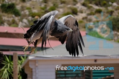 Benalmadena, Andalucia/spain - July 7 : Chilean Blue Eagle At Mo… Stock Photo