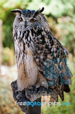 Benalmadena, Andalucia/spain - July 7 : Eurasian Eagle-owl (bubo… Stock Photo