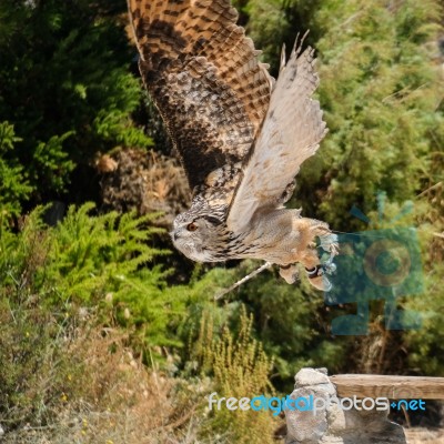 Benalmadena, Andalucia/spain - July 7 : Eurasian Eagle-owl (bubo… Stock Photo