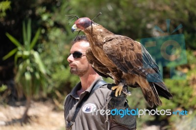 Benalmadena, Andalucia/spain - July 7 : Golden Eagle (aquila Chr… Stock Photo