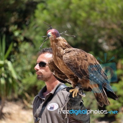 Benalmadena, Andalucia/spain - July 7 : Golden Eagle (aquila Chr… Stock Photo