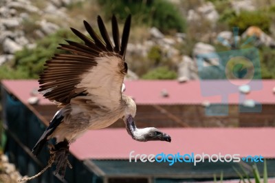 Benalmadena, Andalucia/spain - July 7 : Juvenile Andean Condor (… Stock Photo