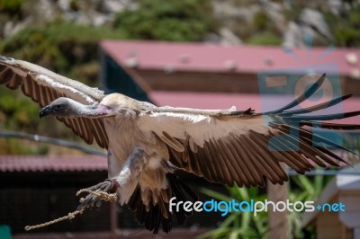 Benalmadena, Andalucia/spain - July 7 : Juvenile Andean Condor (… Stock Photo