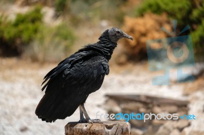 Benalmadena, Andalucia/spain - July 7 : Juvenile Andean Condor (… Stock Photo